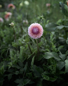 Dahlia Bracken Rose (Ruse)