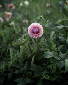 Dahlia Bracken Rose (Ruse)