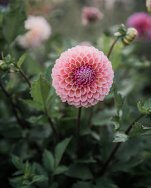 Dahlia Bracken Rose Tuber Sale