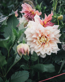 Dahlia Break Out Tuber Sale
