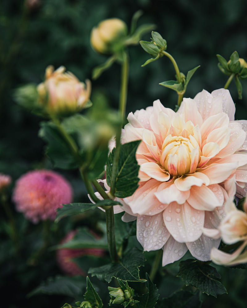Dahlia Break Out Tuber Sale