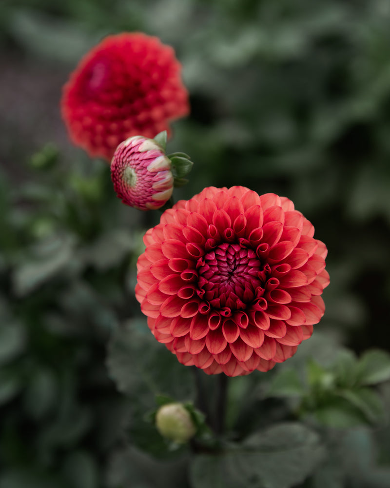 Dahlia Brown Sugar Tuber Sale