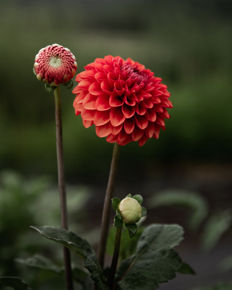 Dahlia Brown Sugar Tuber Sale