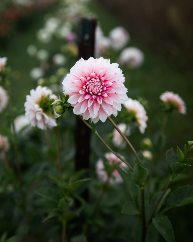 Dahlia Budapest Blush (LIMIT 1)