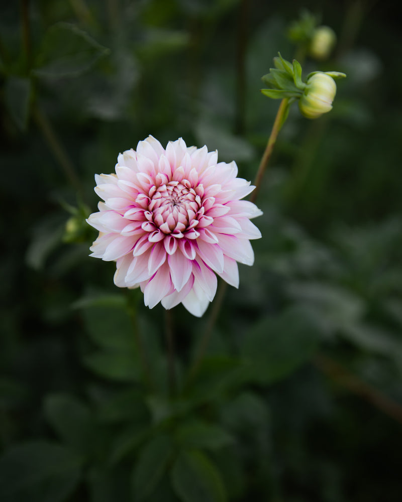 Dahlia Budapest Blush (LIMIT 1)