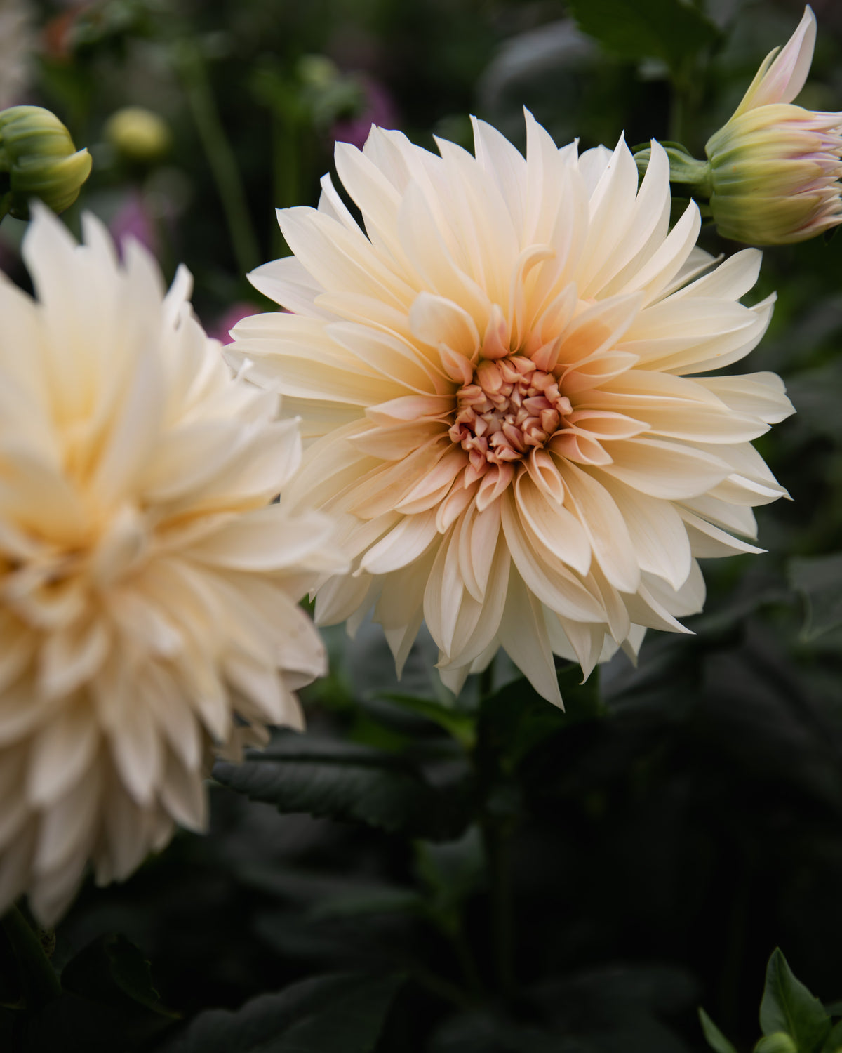 zz_Dahlia Café au Lait Mini (aka Jolene)