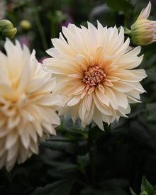 zz_Dahlia Café au Lait Mini (aka Jolene)