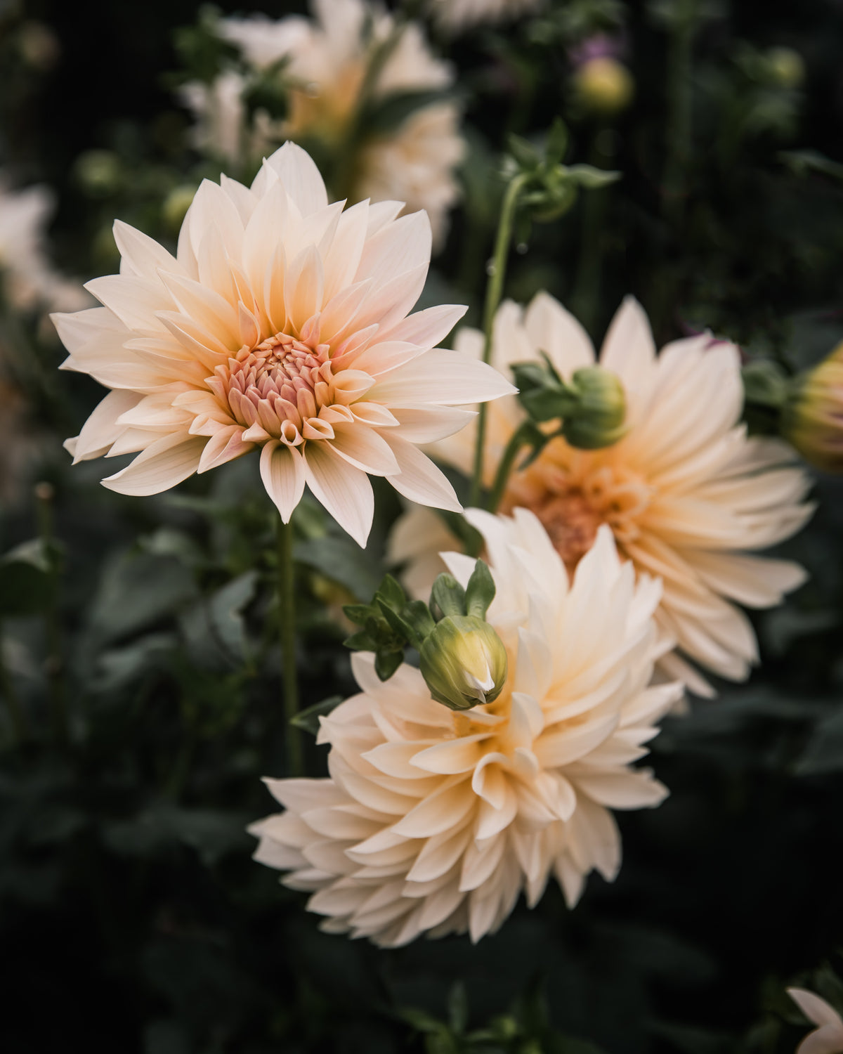 zz_Dahlia Café au Lait Mini (aka Jolene)