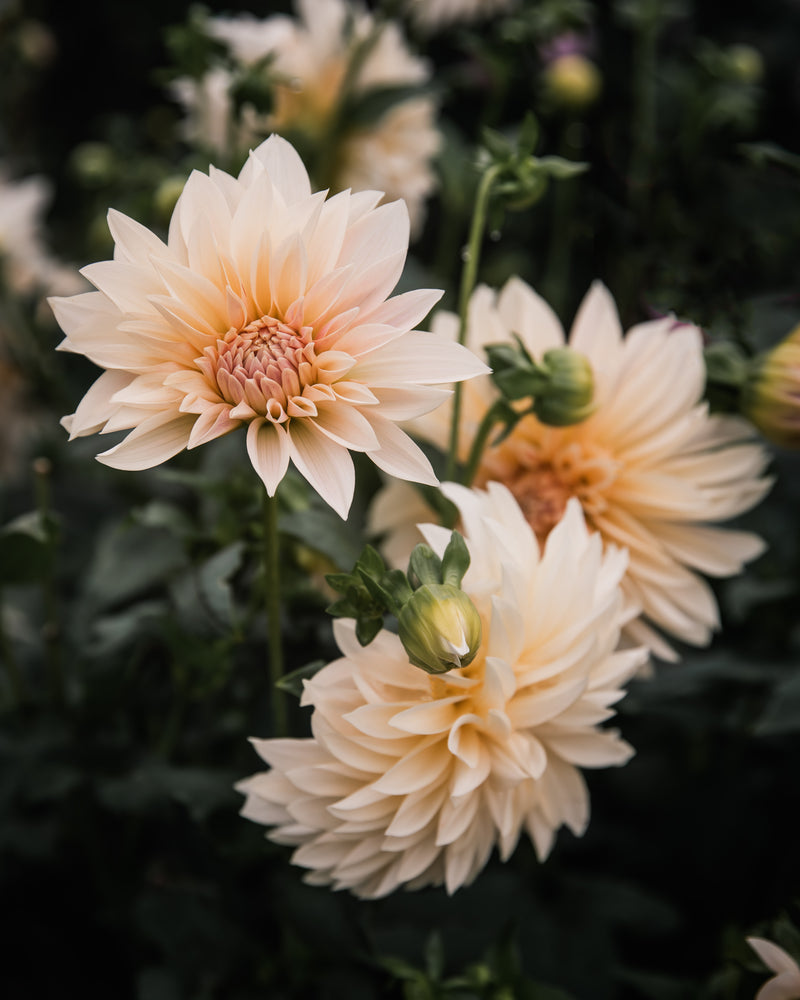 Dahlia Café au Lait Mini (aka Jolene)