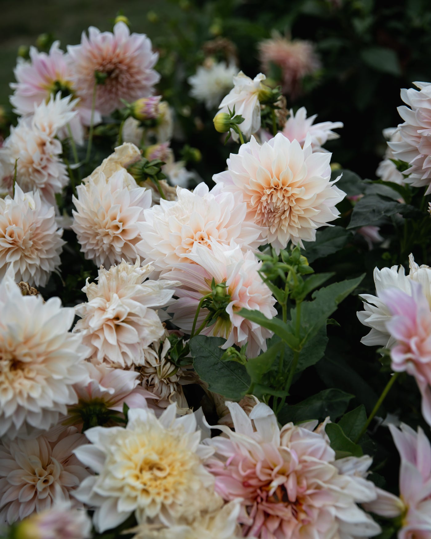 Dahlia Café Au Lait