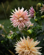 Dahlia Café de Paris Tuber Sale
