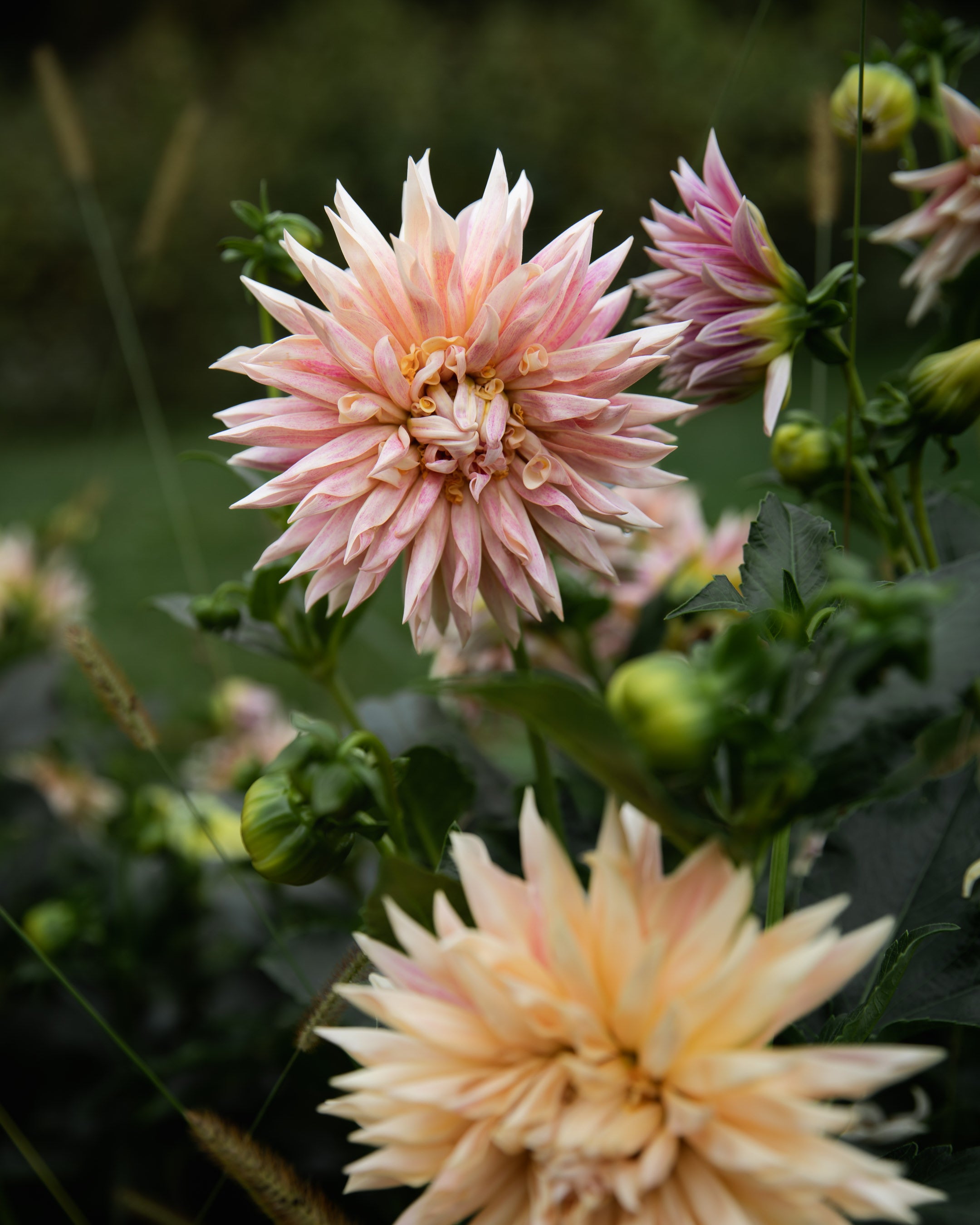 Dahlia Café de Paris Tuber Sale