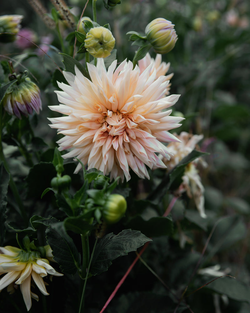 Dahlia Café de Paris Tuber Sale