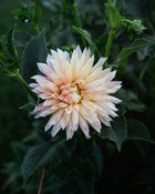 Dahlia Café de Paris Tuber Sale