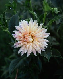 Dahlia Café de Paris Tuber Sale