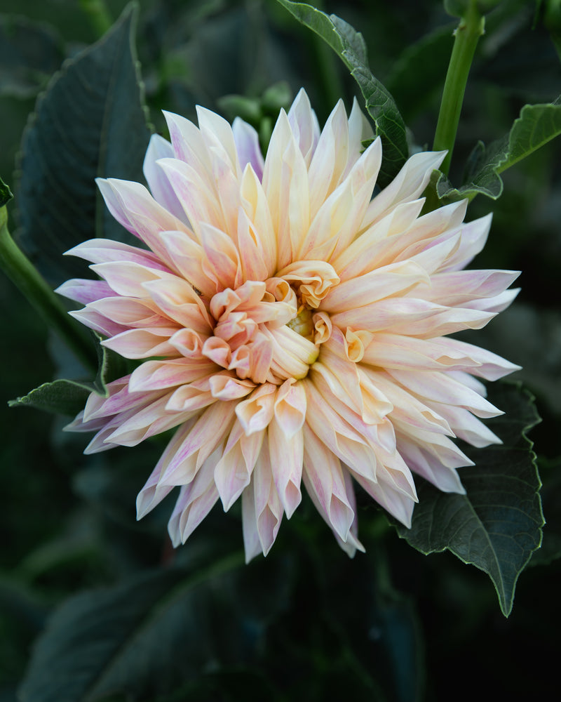 Dahlia Café de Paris Tuber Sale