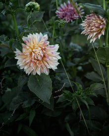 Dahlia Café de Paris