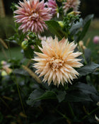 Dahlia Café de Paris Tuber Sale