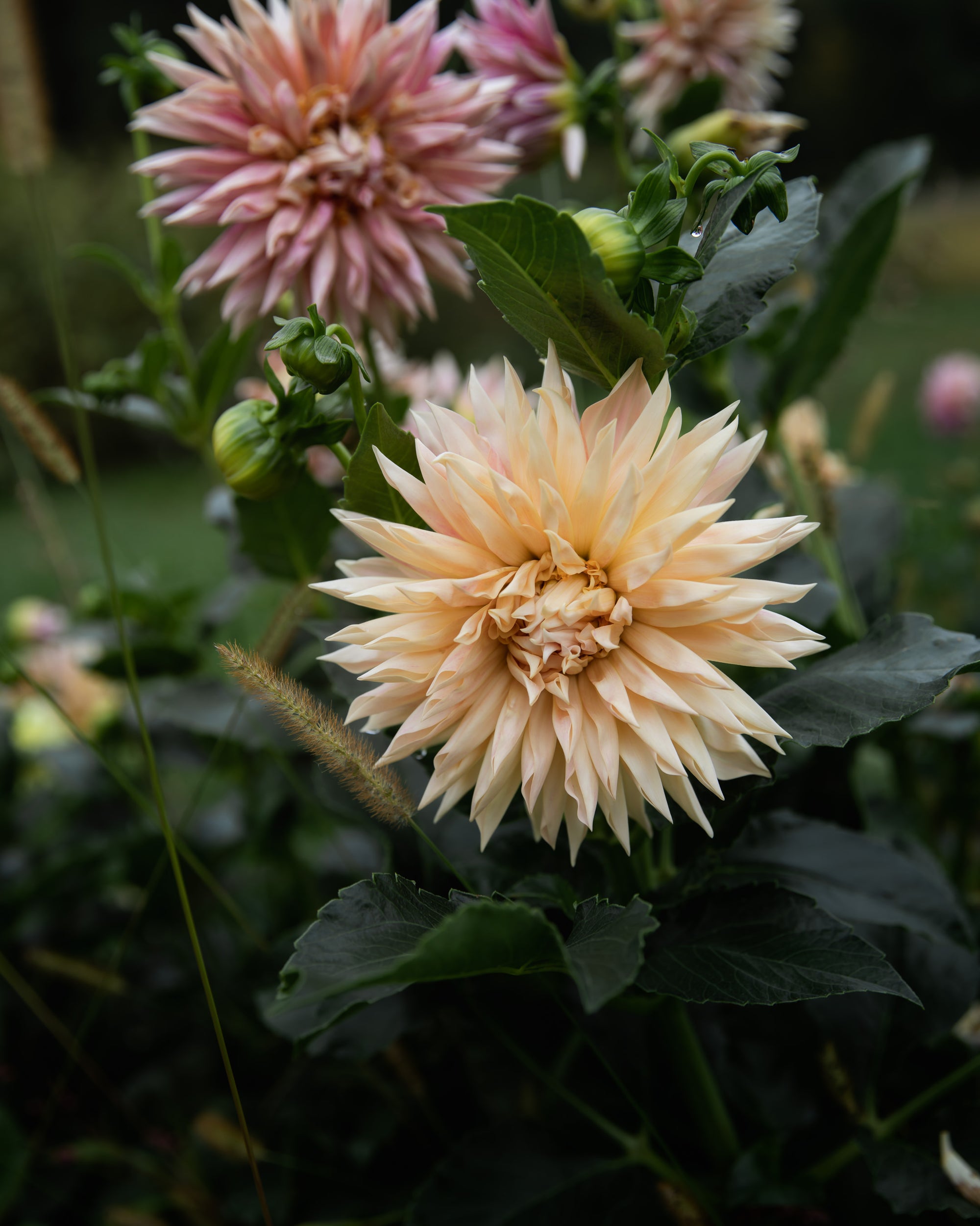 Dahlia Café de Paris Tuber Sale