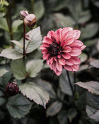 Dahlia Night Silence Tuber Sale