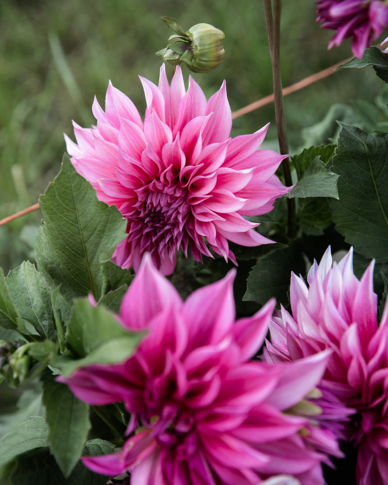 Dahlia Café au Lait Royal