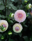 Dahlia Caitlin's Joy