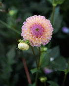 Dahlia Caitlin's Joy
