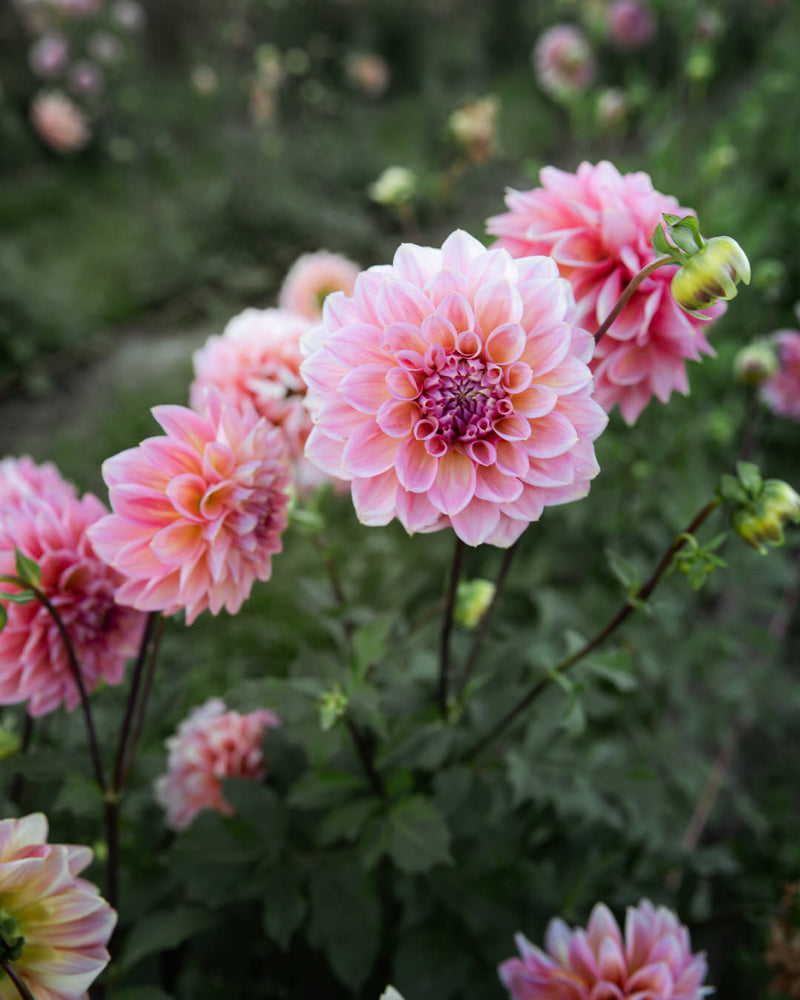 Dahlia Cameo Peach
