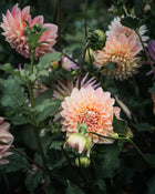 Dahlia Cameo Peach Tuber Sale
