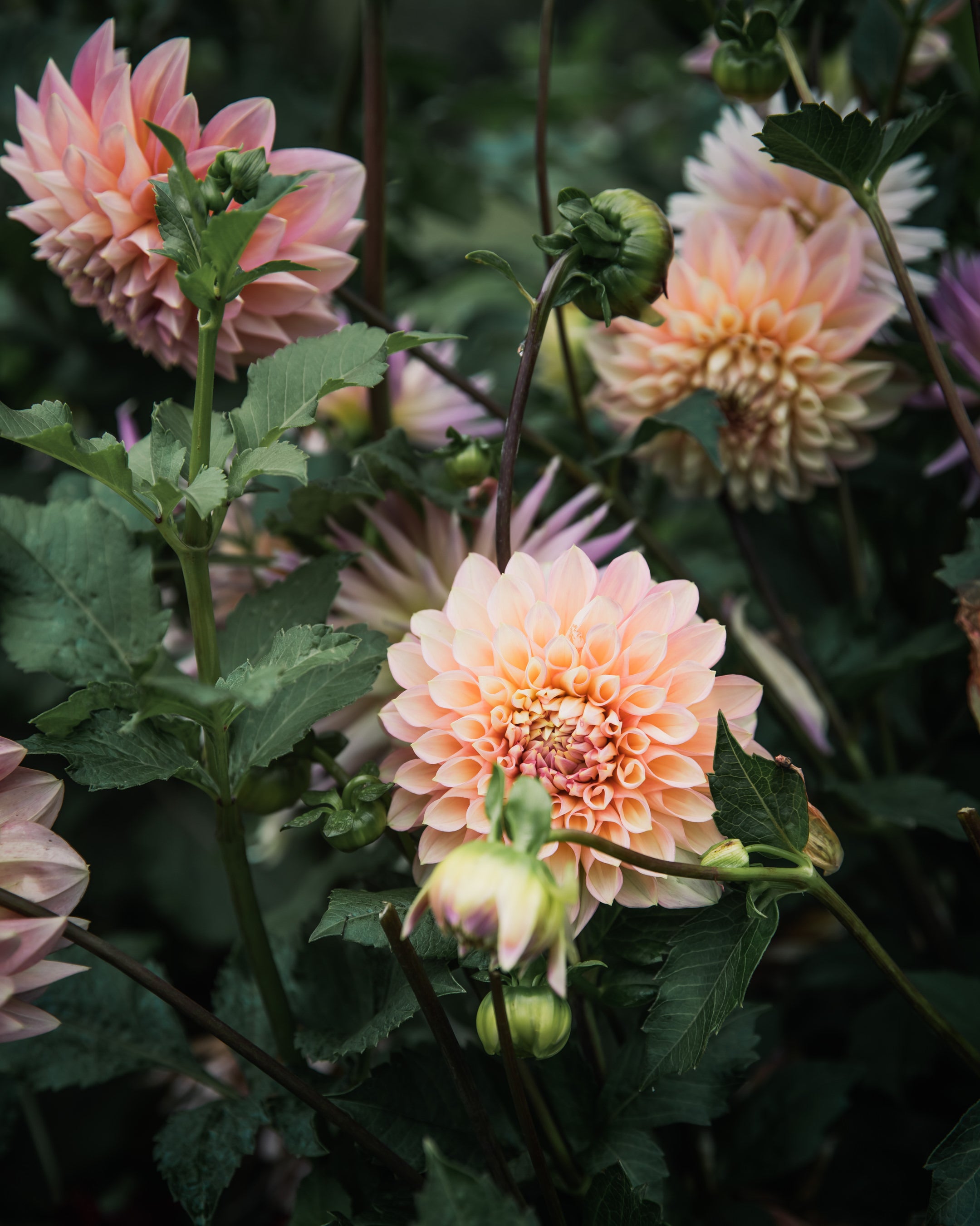 Dahlia Cameo Peach Tuber Sale