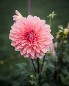 Dahlia Cameo Peach Tuber Sale