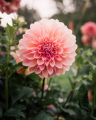 Dahlia Cameo Peach Tuber Sale
