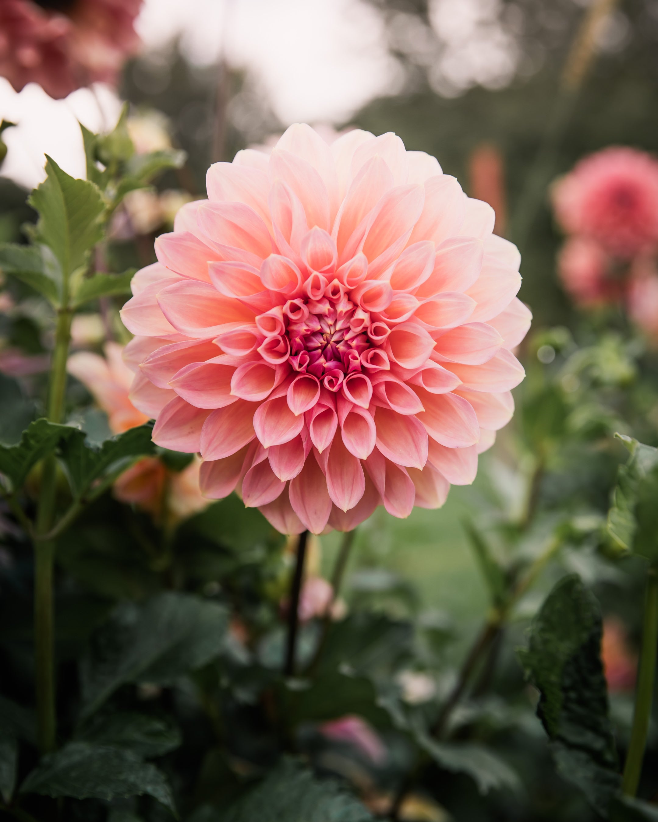 Dahlia Cameo Peach Tuber Sale