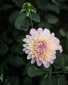 Dahlia Cameo Peach Tuber Sale