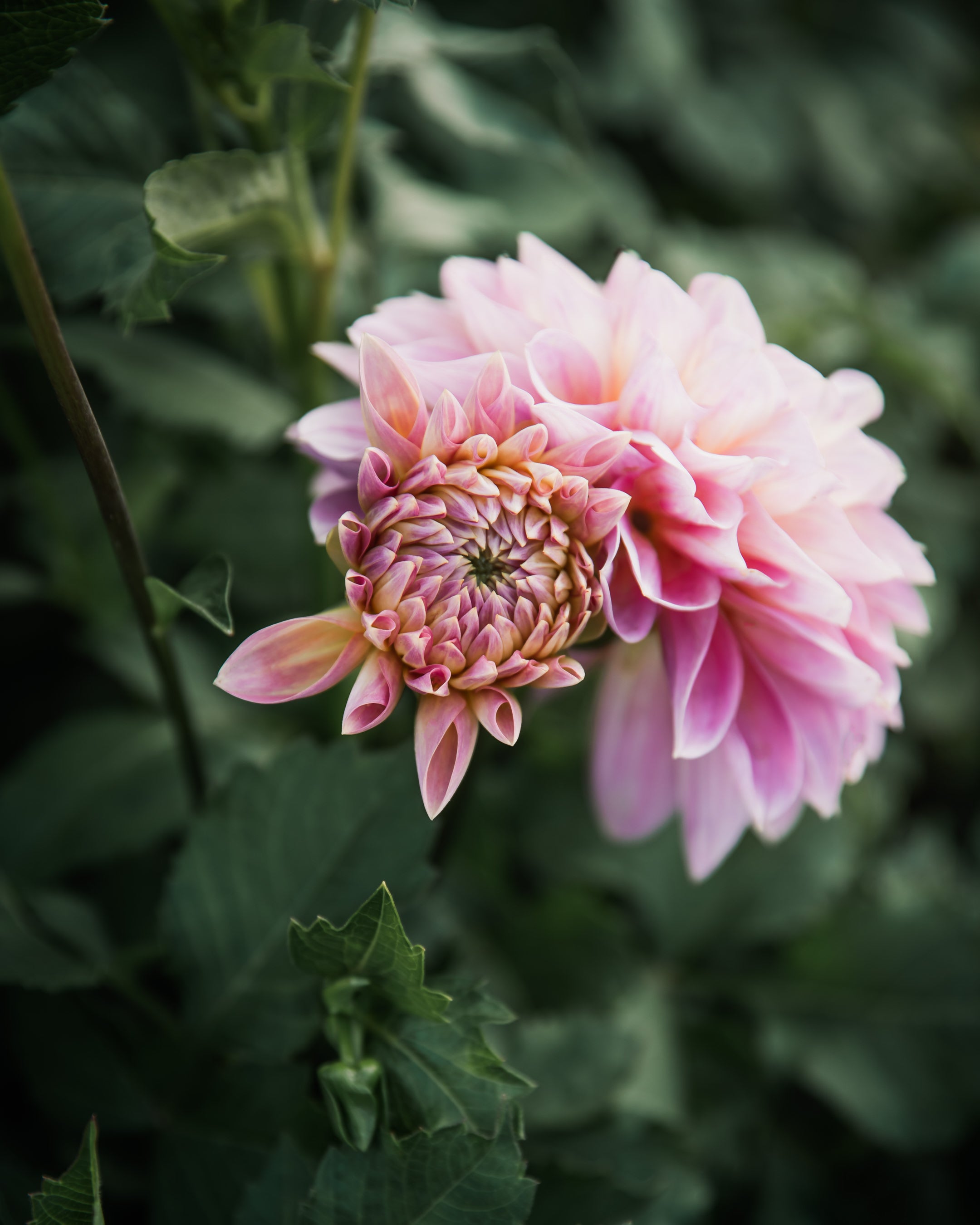 Dahlia Cameo Peach Tuber Sale