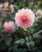 Dahlia Cameo Peach Tuber Sale