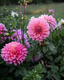 Dahlia Cameo Peach (LIMIT 1)