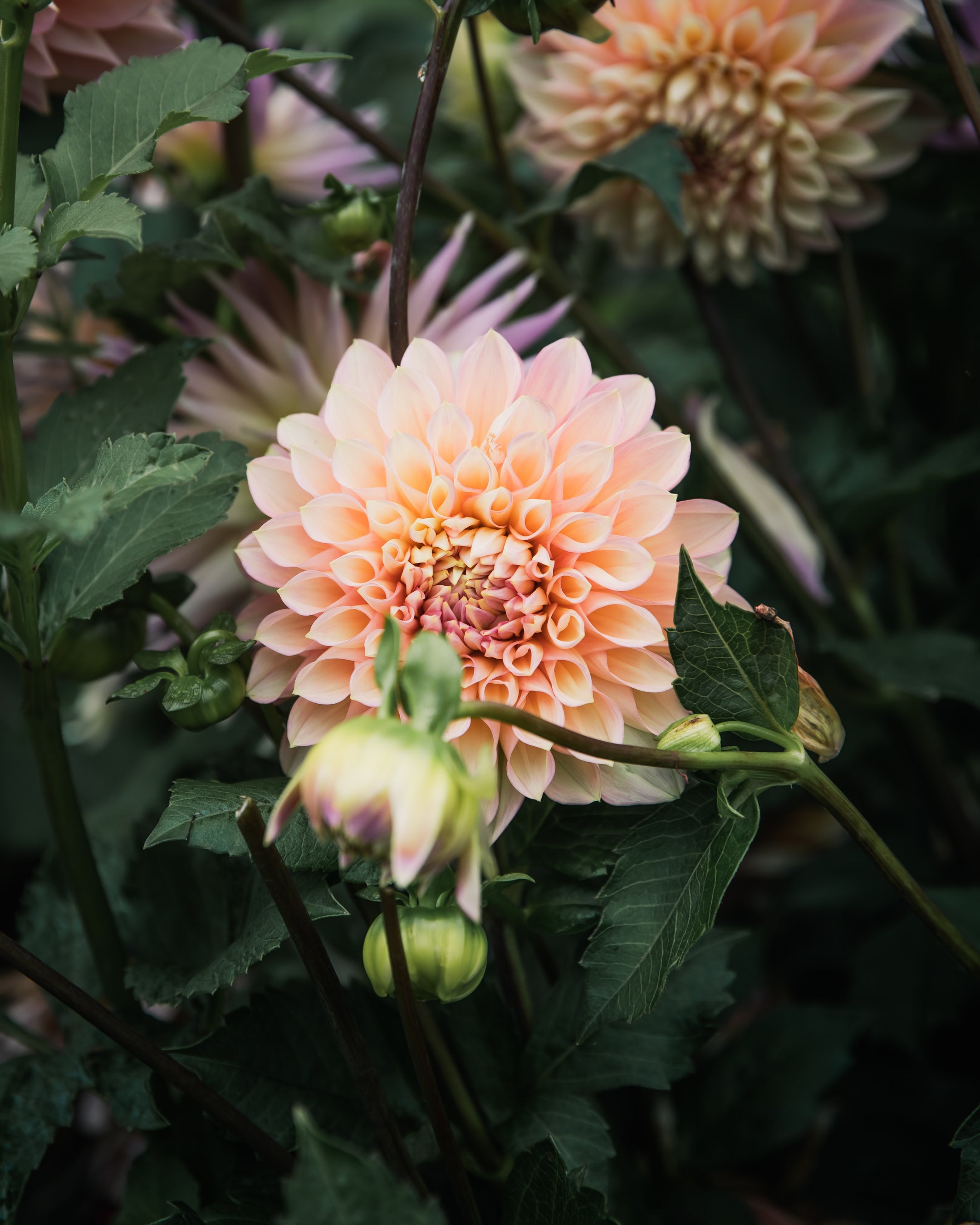 Dahlia Cameo Peach Tuber Sale
