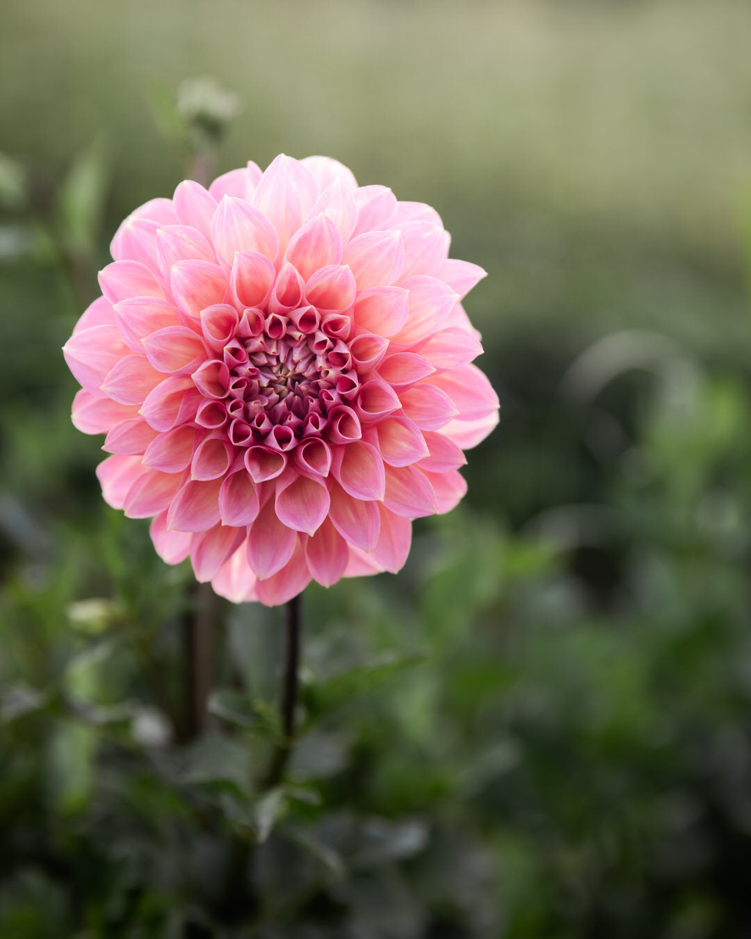 Dahlia Cameo Peach (LIMIT 1)