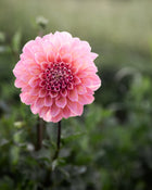 Dahlia Cameo Peach (LIMIT 1)