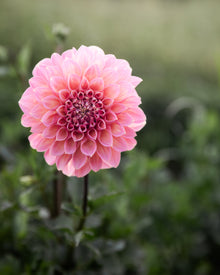 Dahlia Cameo Peach (LIMIT 1)