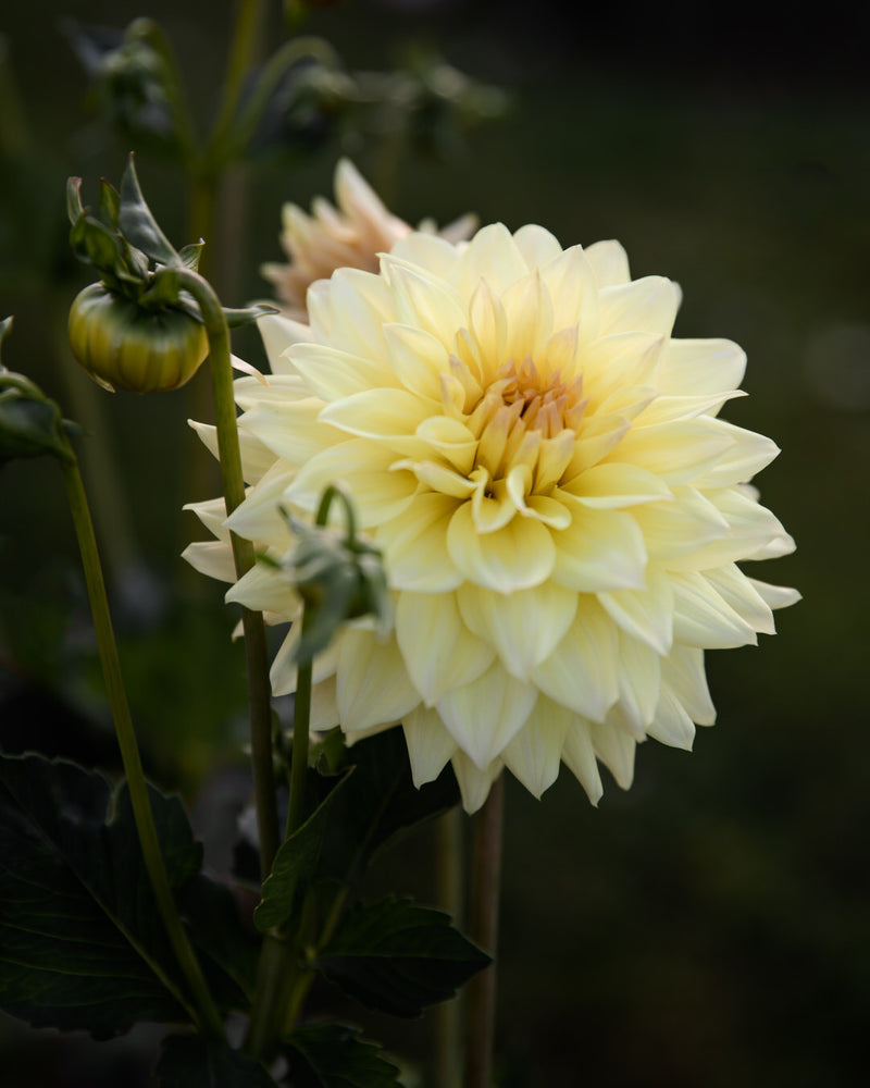 Dahlia Canoz Jaguar Petal Back Farm