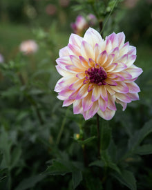 Dahlia Caribbean Fantasy