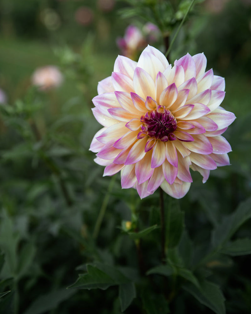 Dahlia Caribbean Fantasy