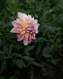 Dahlia Caribbean Fantasy