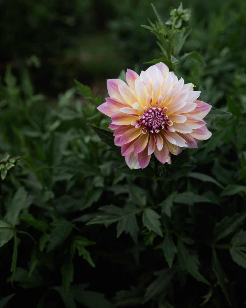 Dahlia Caribbean Fantasy