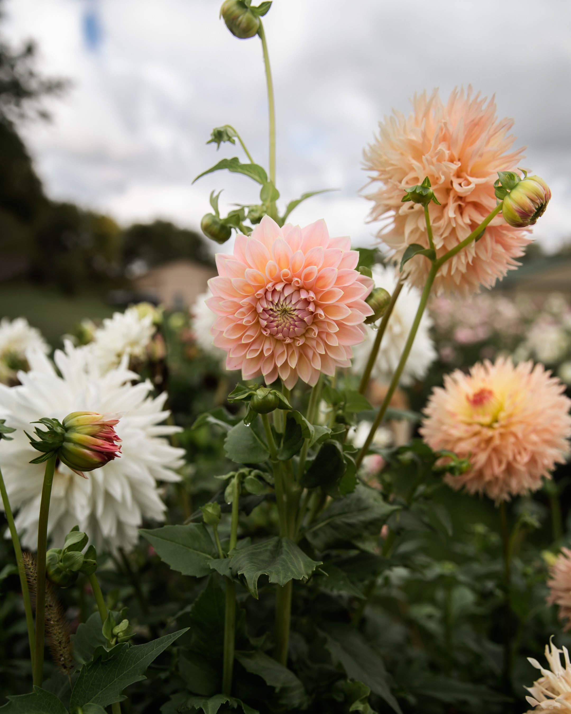 Dahlia Castle Drive (the REAL one!)
