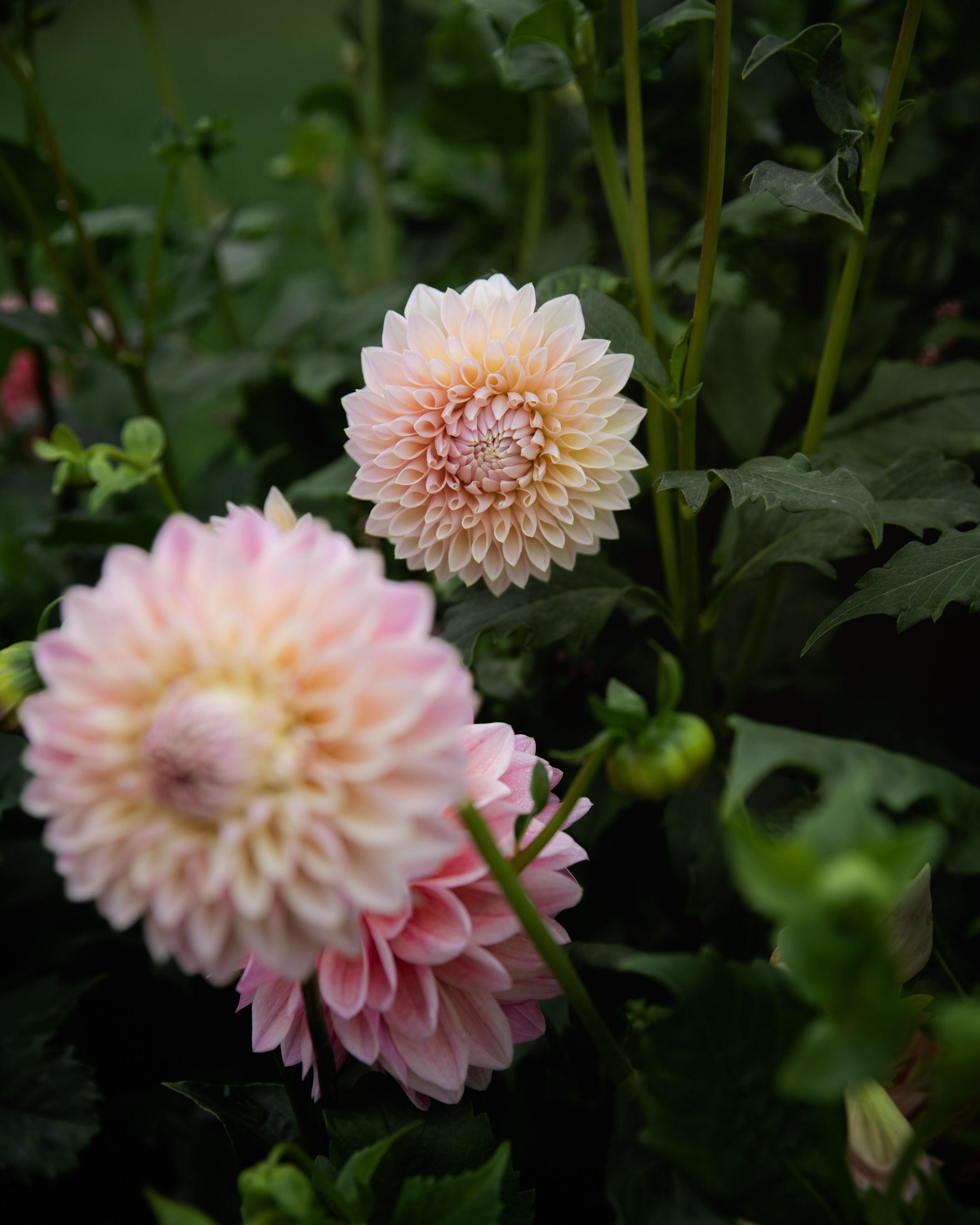 Dahlia Castle Drive (the REAL one!)