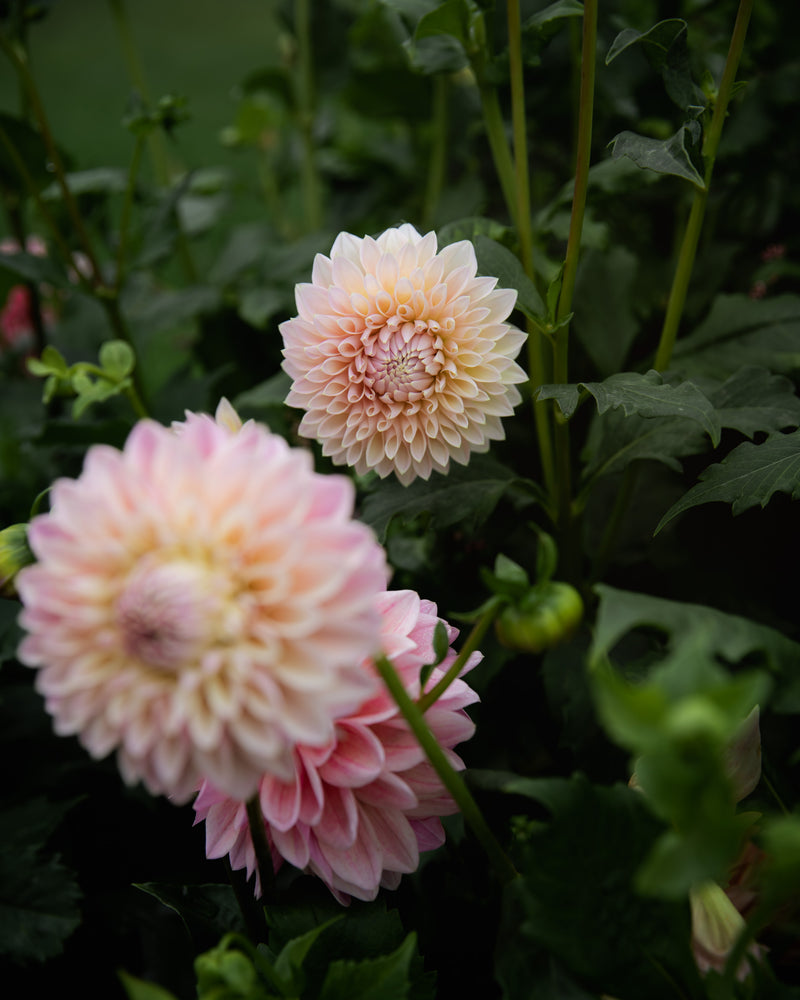 Dahlia Castle Drive (the REAL one!)