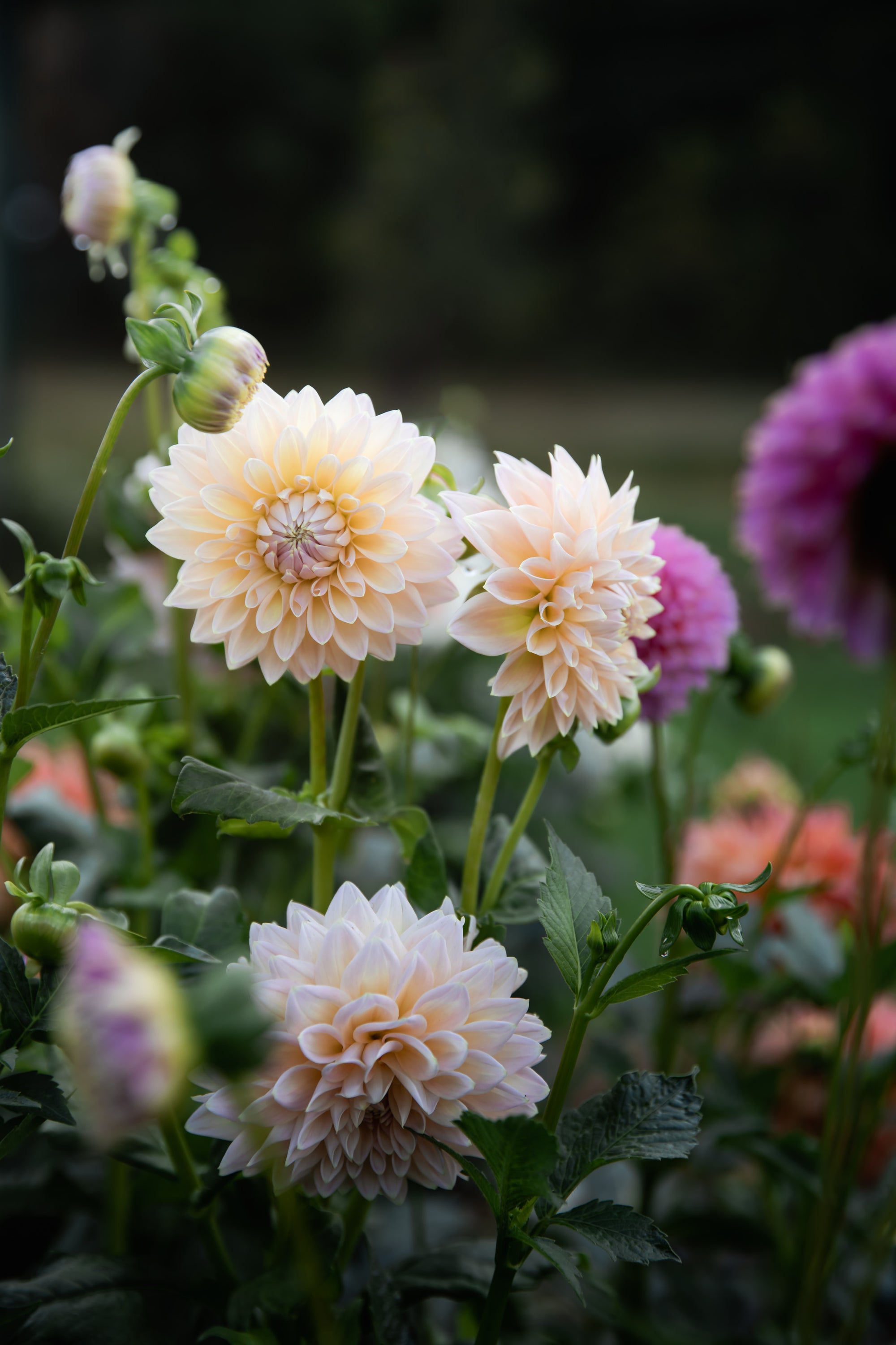 Dahlia Castle Drive (the REAL one!)